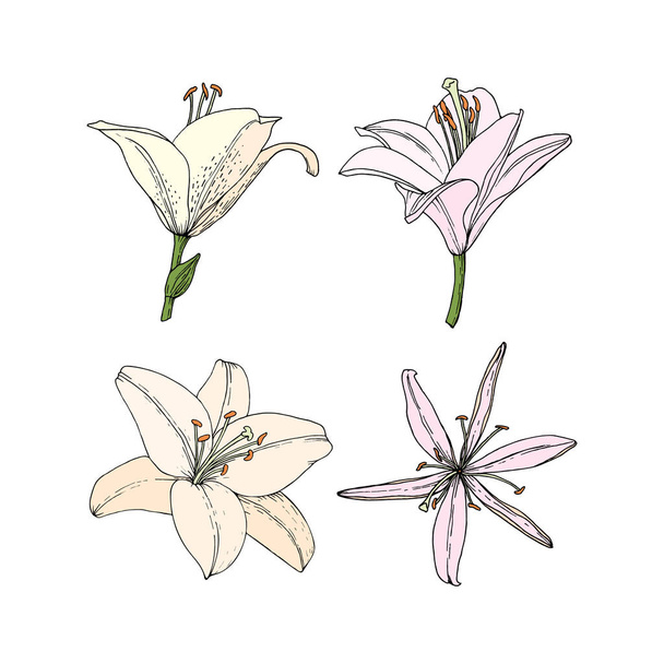 Set Lily flowers. Hand drawn illustration. Vector image in sketch style. - Vektor, Bild