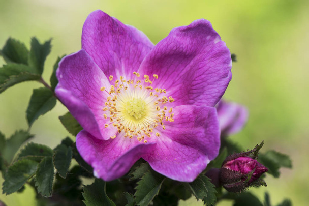 Rosa Canina, delikatna róża z delikatnego aspektu i ostrych ciernie w łodygi, kwiat ciemnoróżowy kolor bardzo intensywny na tle zielonego koloru z ostrości i światła bardzo przesiewanych - Zdjęcie, obraz