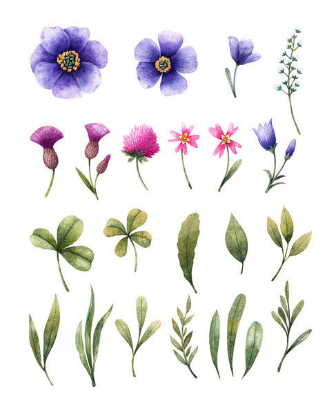 Flores de pradera: bellflower, cirsium, trébol y otros. Ilustración en acuarela. Elementos florales aislados sobre fondo blanco
. - Foto, imagen