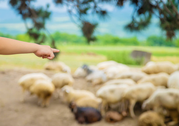 A child looks at a flock of sheep. Travel in Georgia. Selective focus. - Photo, image