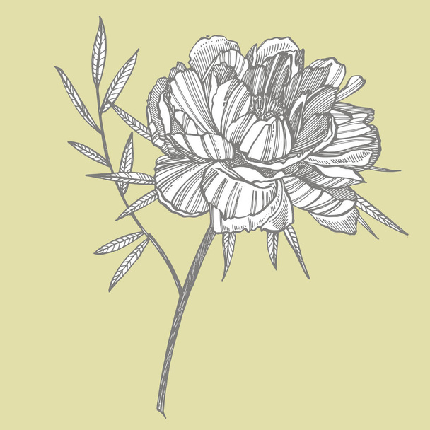 Peony flower and leaves drawing. Hand drawn engraved floral set. Botanical illustrations. Great for tattoo, invitations, greeting cards. - Photo, image