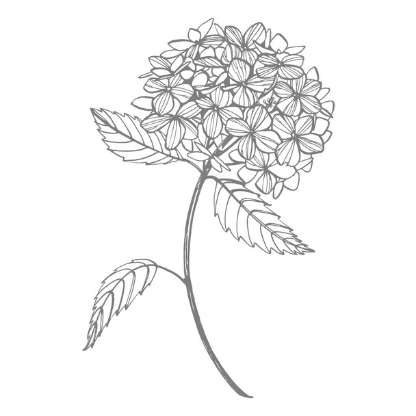 Hydrangea graphic illustration in vintage style. Flowers drawing and sketch with line-art on white backgrounds. Botanical plant illustration. - Fotoğraf, Görsel