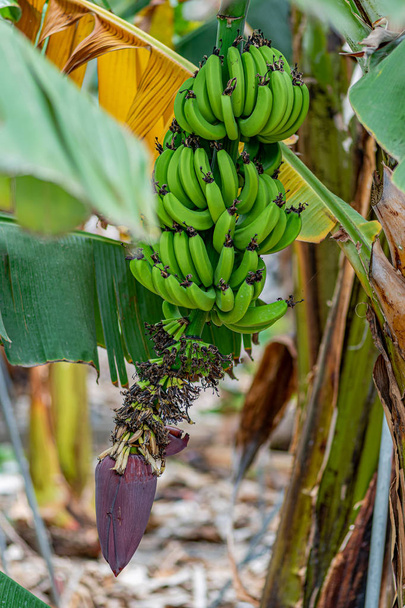Banana plantation, banana palm, hand of bananas - Foto, imagen
