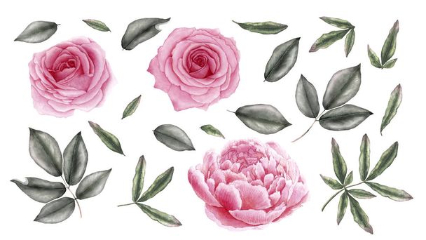 Rosa, peonía - flores y hojas. Acuarela ilustración botánica
. - Foto, Imagen
