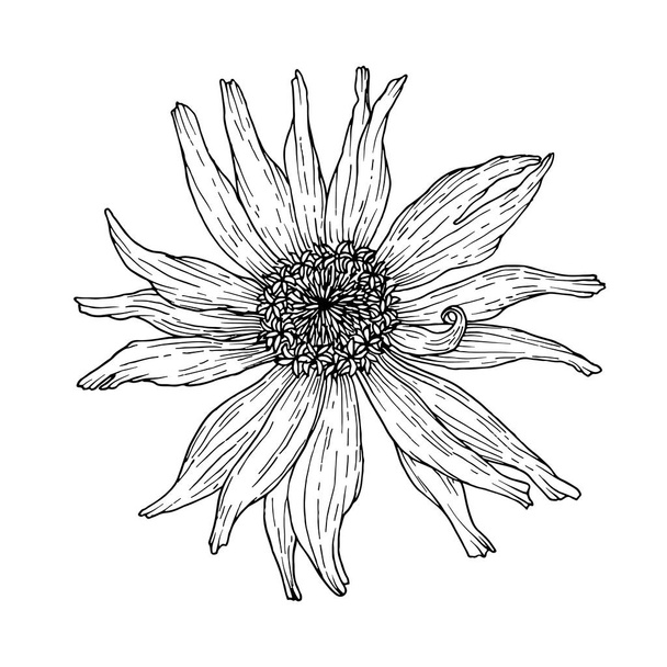 Zinnia flower. Outline ink drawing. Vector illustration isolated on white background. - Wektor, obraz