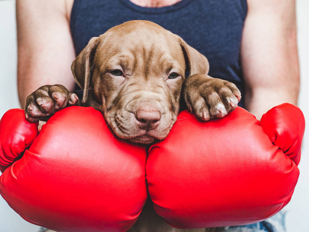 Young, charming puppy and red boxing gloves - Foto, afbeelding