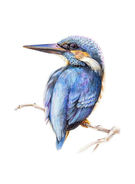 Watercolor pencil illustration of a kingfisher bird, sitting on a tree branch. Hand drawn picture of a bright blue bird isolated on white background. - Fotografie, Obrázek
