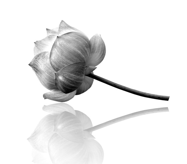 fleur de lotus en noir et blanc - Photo, image