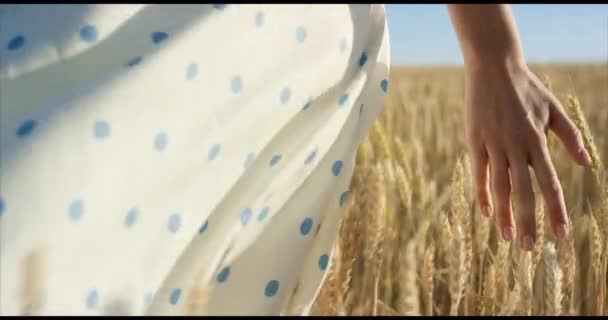 Dames hand raken tarwe oren op een veld op de zonsondergang. Geschoten in slow motion op 6k rode camera. - Video