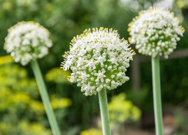 Λευκά λουλούδια κρεμμύδι Μπάουν κοντινό-up καλλιέργεια στον κήπο. - Φωτογραφία, εικόνα