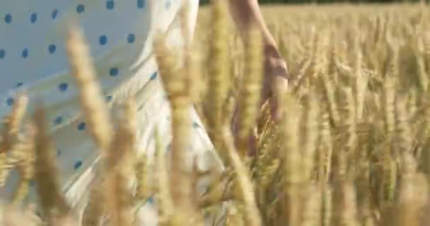 Bei Sonnenuntergang berühren Frauen auf einem Feld Weizenähren. Aufnahme in Zeitlupe auf 6k roter Kamera. - Filmmaterial, Video