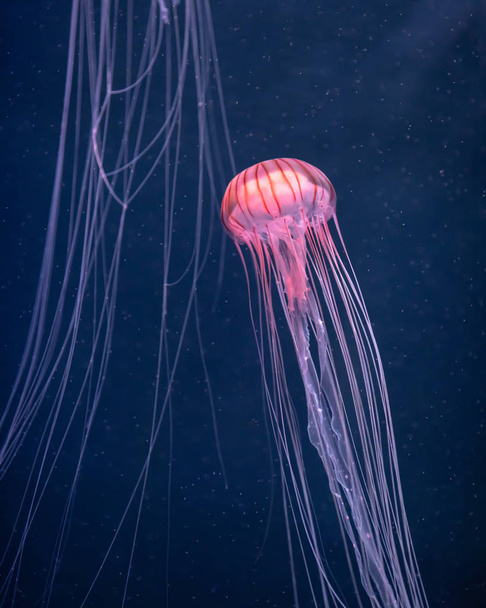 Hehkuva meduusa chrysaora pacifica vedenalainen - Valokuva, kuva
