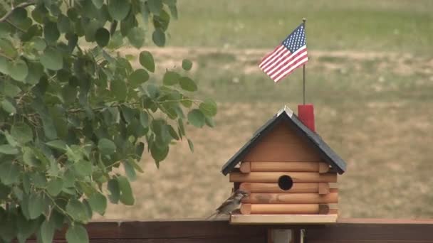 Madár és a madár ház - Felvétel, videó