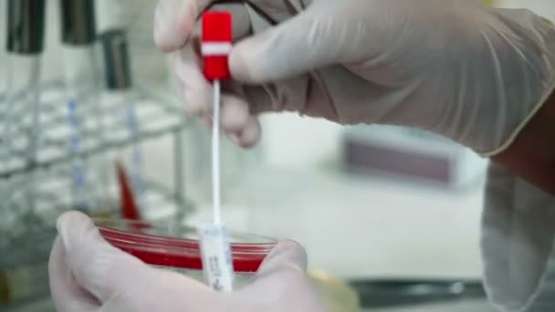 Κλείστε τα χέρια της ιατρικής έρευνας στην ανάλυση των βακτηρίων - Πλάνα, βίντεο