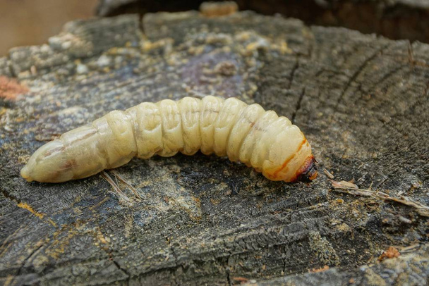 one large long white larva lies on gray wood in the forest - Photo, Image