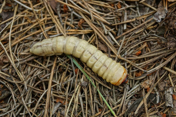 one large white larva lies on the dry needles in the forest - Photo, Image