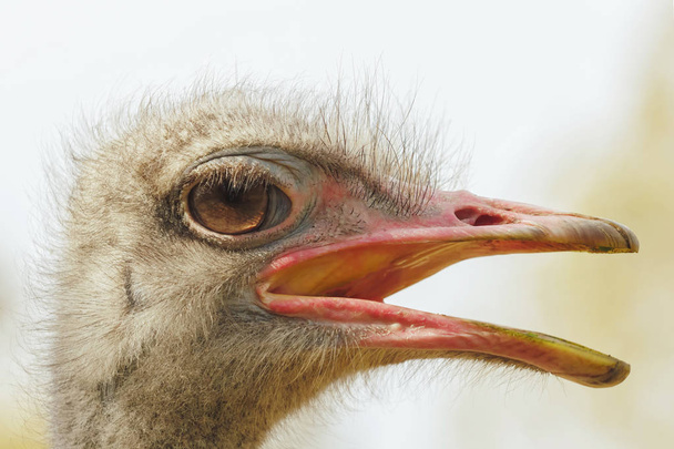 Angry Ostrich Close up portrait, Close up ostrich head (Struthio - 写真・画像