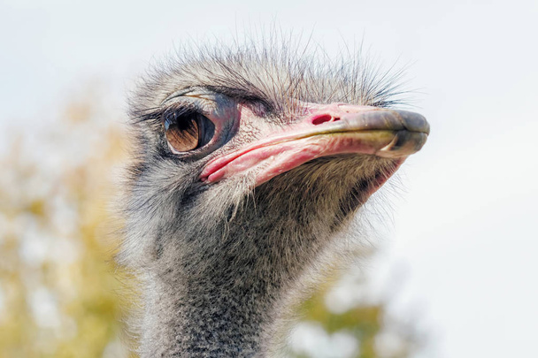 Ostrich Close up portrait, Close up ostrich head (Struthio camel - Photo, Image