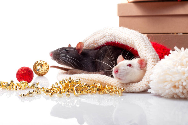 New year's poster for Chinese happy year of rat 2020. Black and white rats as a symbol of  yin and yang concept. Two rats with new year decorations isolated on white background with copy space - 写真・画像