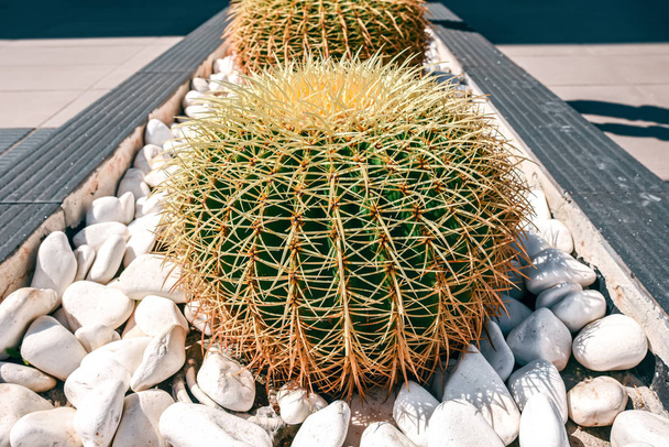großer runder Kaktus mit Stacheln in einem Bett mit Steinen - Foto, Bild