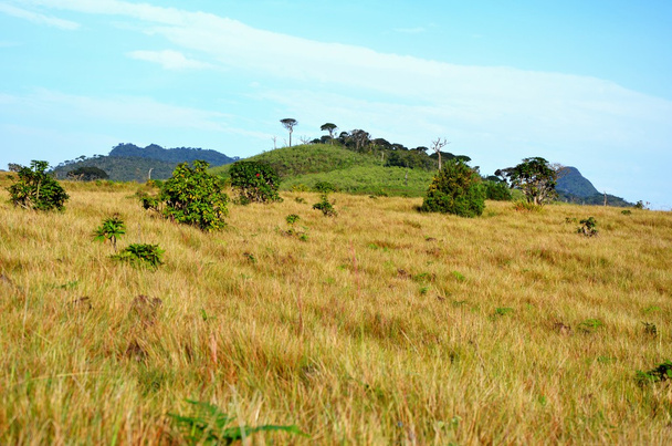 スリランカ国立公園ホートンプレーンズの風景 - 写真・画像