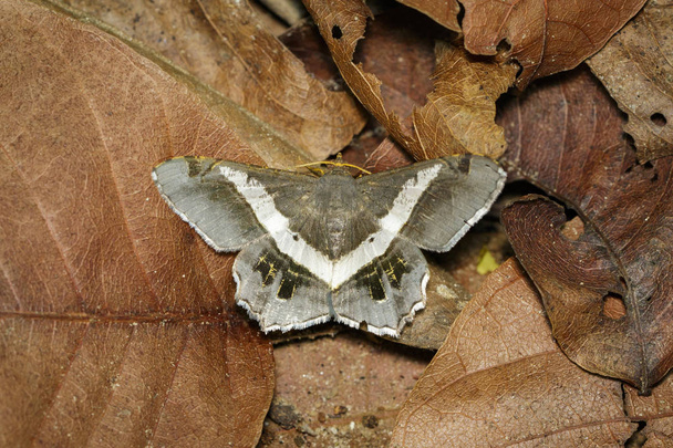 Imagem de mariposa ou borboleta (semiothisa eleonora) em folhas secas
.  - Foto, Imagem