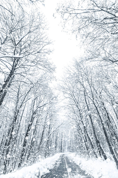 Téli erdei hóút. Erdei út téli hó kilátás.  - Fotó, kép