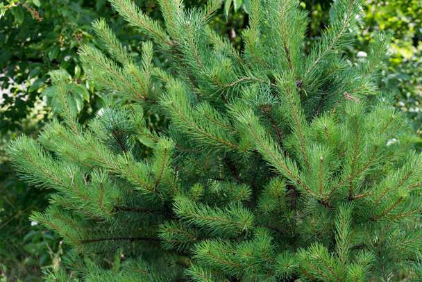 Pine κλαδιά στο δάσος - Φωτογραφία, εικόνα