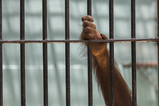 Close-up of orangutan's hand climb up the cage. - Photo, Image