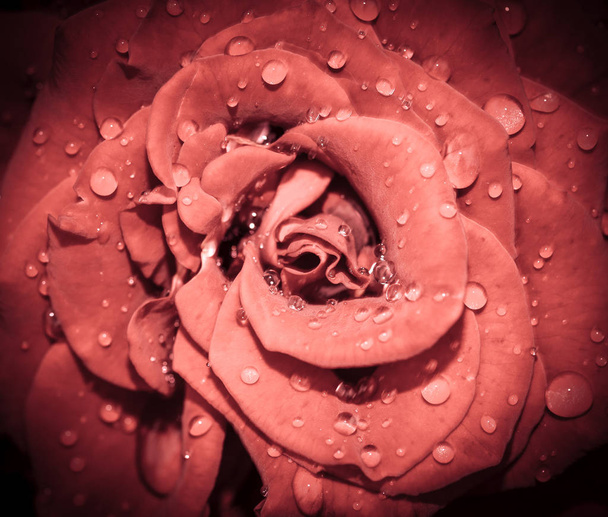 Rose flower head close up. Rose with water drops. Top view, deep focus. - Photo, Image