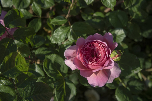 Крупний план зйомки Рози Абрахам Дарбі квітка. В рожевому. - Фото, зображення