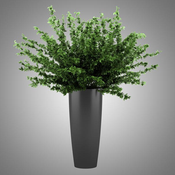 decorative plant in black pot isolated on gray background - Photo, image