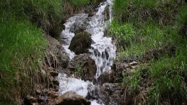 Small stream in the forest - Footage, Video