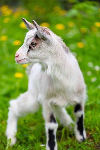 White baby goat standing on green lawn - Photo, Image