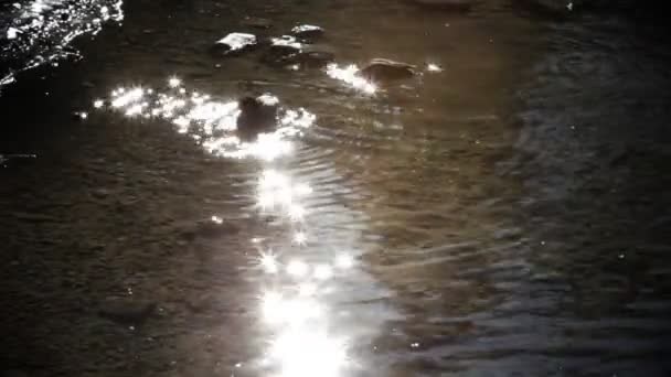 enkele eenden in lake en aan de wal - Video