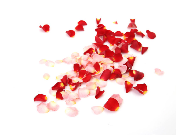 rose petals on a white background - Foto, immagini