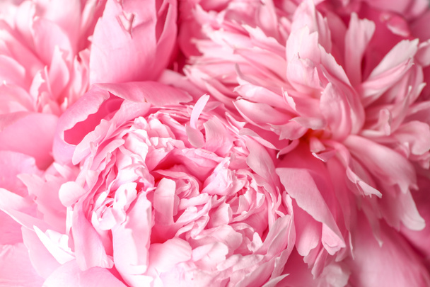 Mooie verse pioen bloemen, close-up - Foto, afbeelding