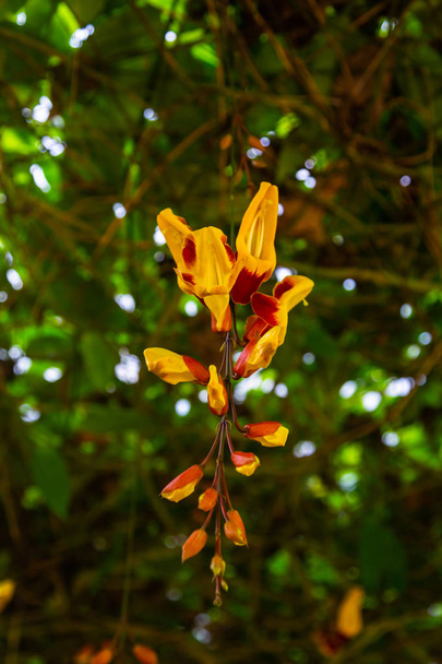 Травянистое растение Thunbergia
 - Фото, изображение
