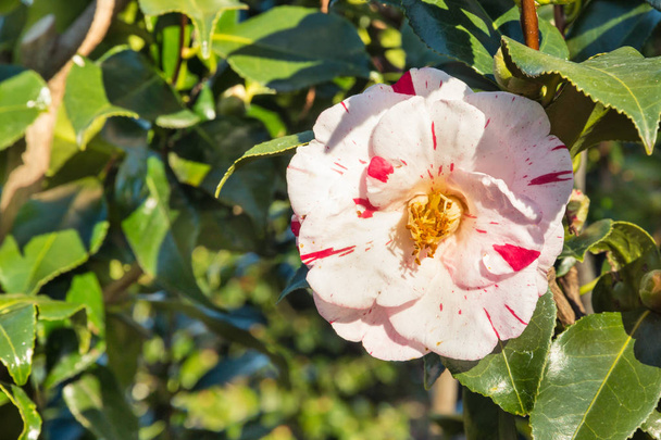 closeup of red and white striped double-flowered camellia flower in bloom - Photo, Image