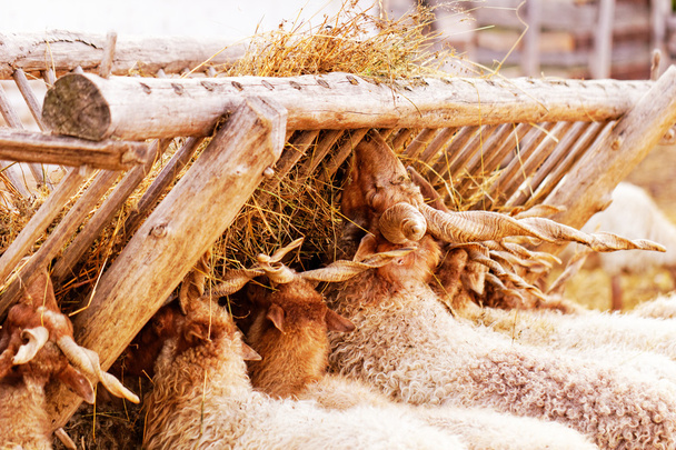 goats on the farm - Photo, Image
