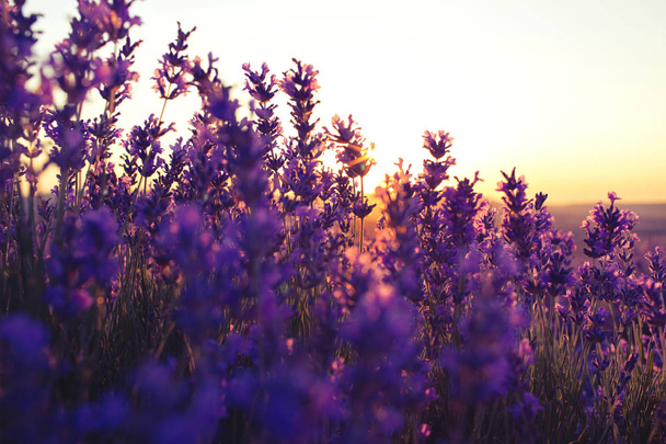 Beautiful violet lavender fields in the sunset light. - Фото, зображення