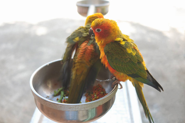 Két színes papagájok (nap conure) ázsiai díszmadár a fém élelmiszer-tál nagy látószögű nézet - Fotó, kép