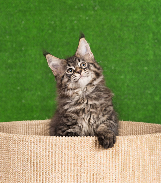Maine Coon kitten - Zdjęcie, obraz