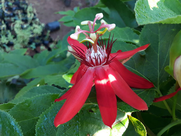 червоний пасфлорі incamata
 - Фото, зображення