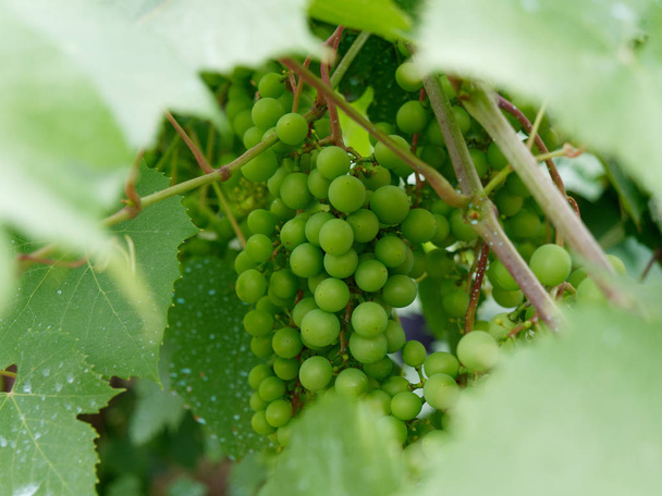 unripe green grapes on the vine in the garden - Photo, image