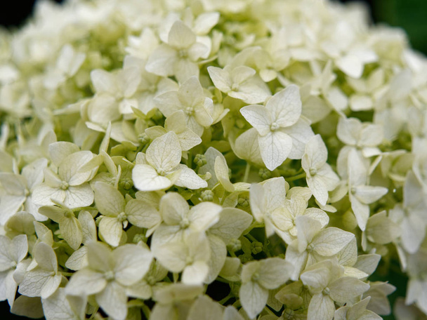 bahçede bir flowerbed beyaz hidangea çiçekler - Fotoğraf, Görsel