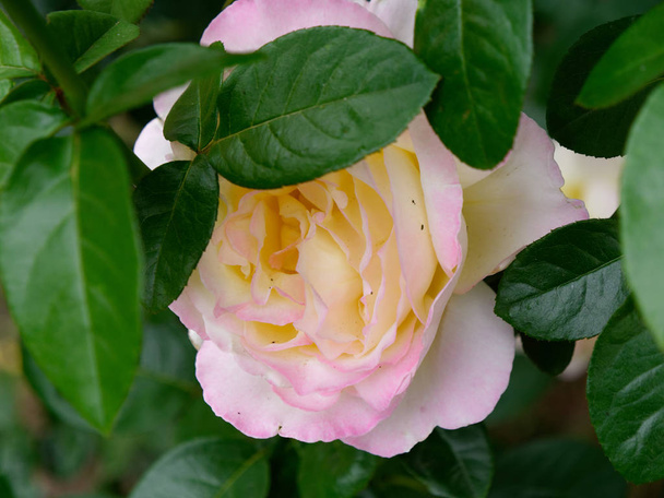 belles fleurs de roses maison de thé dans un lit de jardin
 - Photo, image