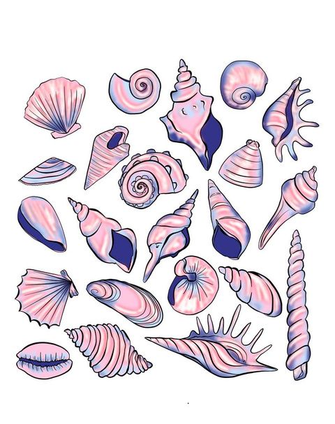 seashells of different shapes on a white background. Seashell decoration set on white background. Mussel natural sea isolated graphic art. Aquarium decoration illustration hand drawn sea shells art - Photo, image