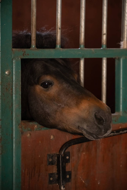 Head of horse looking over the stable doors on the background of other horses - Фото, изображение
