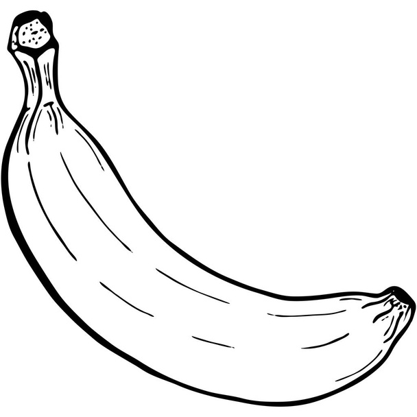 Outline fruit banana - Vector, Image
